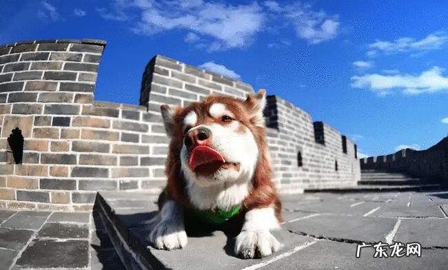 明星们宠物的名字 明星宠物的名字叫什么