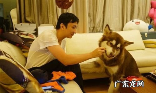 明星们宠物的名字 明星宠物的名字叫什么