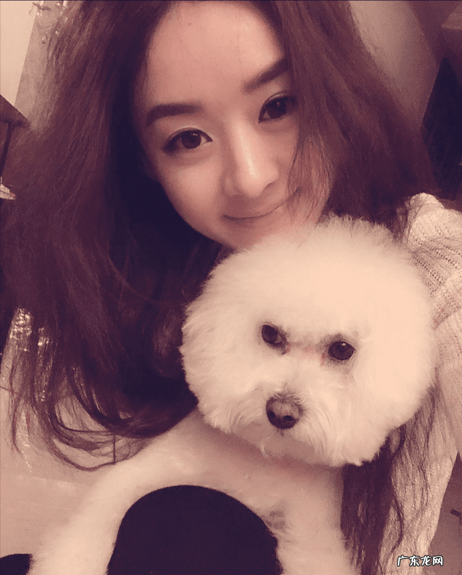 明星们宠物的名字 明星宠物的名字叫什么