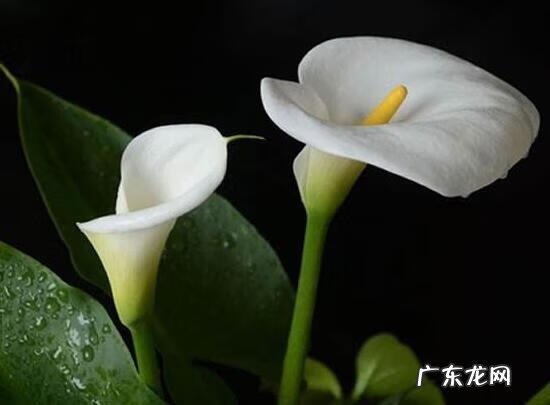 马蹄莲象征着什么意思 马蹄莲的寓意和象征风水