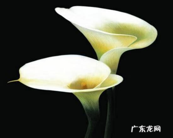 马蹄莲象征着什么意思 马蹄莲的寓意和象征风水