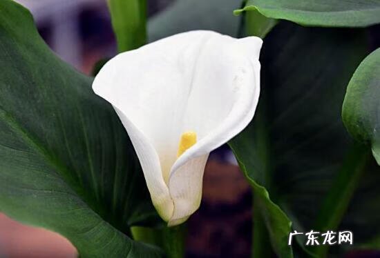 马蹄莲象征着什么意思 马蹄莲的寓意和象征风水