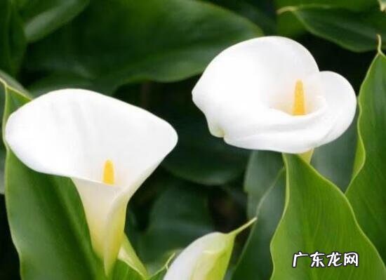 马蹄莲象征着什么意思 马蹄莲的寓意和象征风水