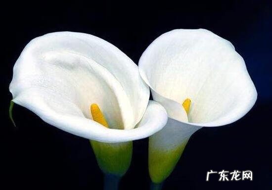 马蹄莲象征着什么意思 马蹄莲的寓意和象征风水