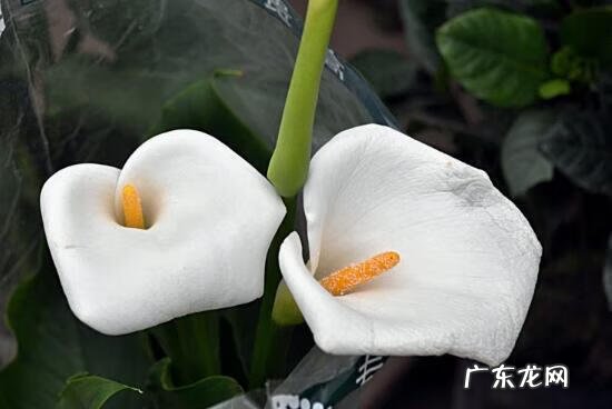马蹄莲象征着什么意思 马蹄莲的寓意和象征风水