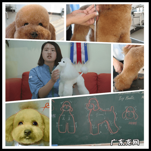 宠物带给你的快乐 快乐宠物