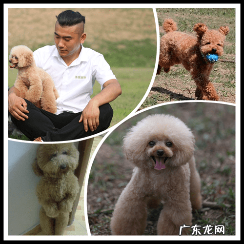 宠物带给你的快乐 快乐宠物