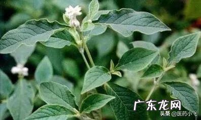 牛膝又叫怀牛膝吗 牛膝