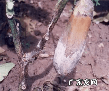 荠苊怎么读 荠苠别名