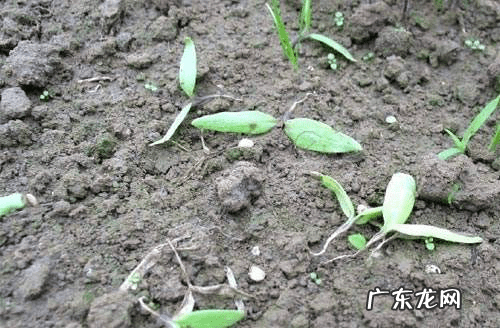 荠苊怎么读 荠苠别名