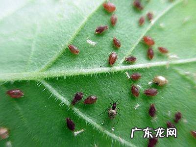 荠苊怎么读 荠苠别名