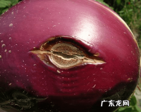 荠苊怎么读 荠苠别名