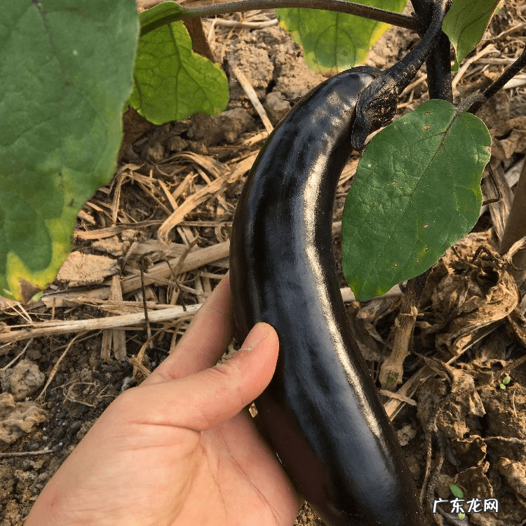 荠苊怎么读 荠苠别名