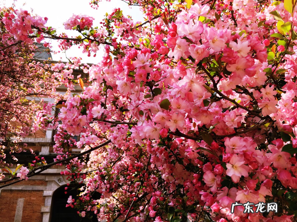 别墅种树风水 别墅种什么树风水好