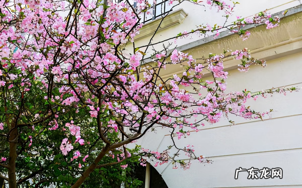 别墅种树风水 别墅种什么树风水好