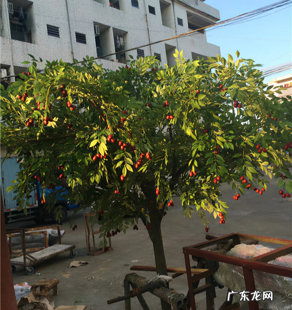 别墅种树风水 别墅种什么树风水好