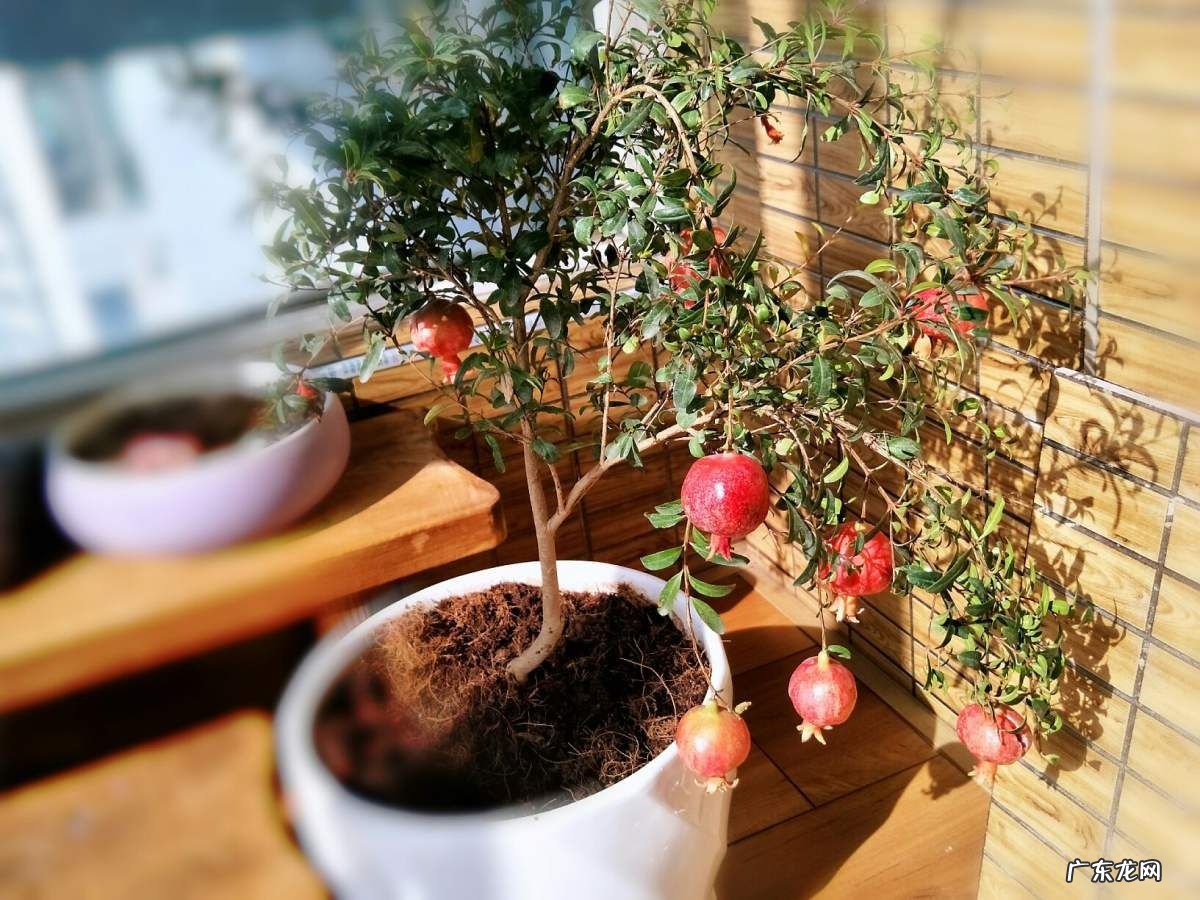 别墅种树风水 别墅种什么树风水好