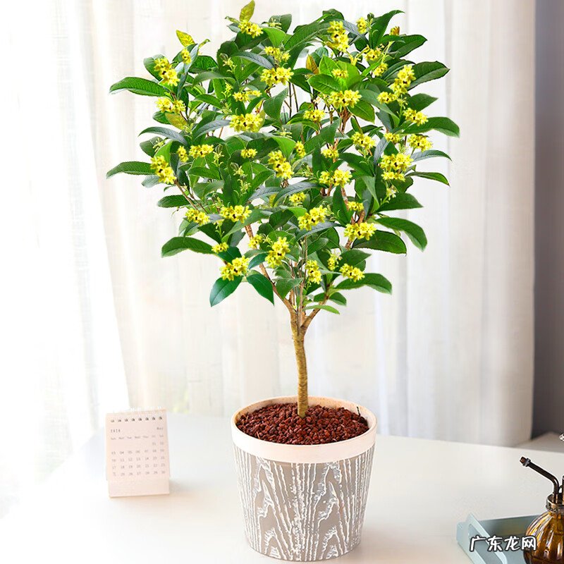 别墅种树风水 别墅种什么树风水好