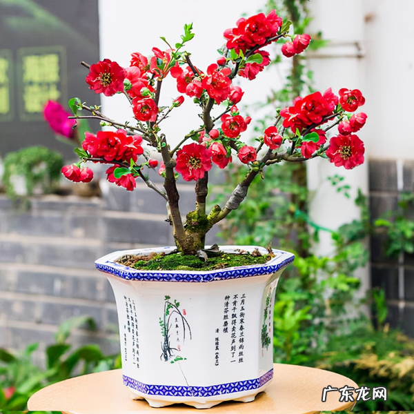 别墅种树风水 别墅种什么树风水好