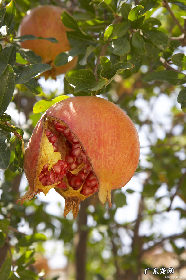 别墅种树风水 别墅种什么树风水好