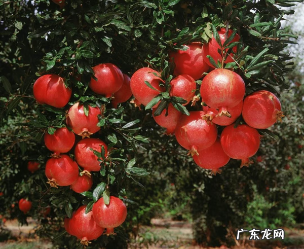 别墅种树风水 别墅种什么树风水好