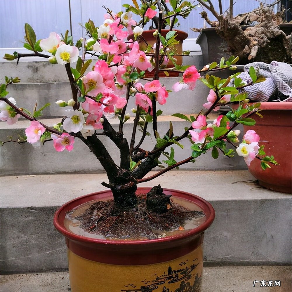 别墅种树风水 别墅种什么树风水好