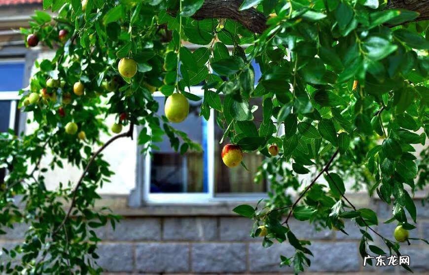 别墅种树风水 别墅种什么树风水好