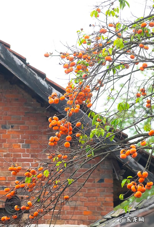 别墅种树风水 别墅种什么树风水好