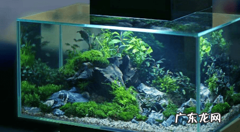 家里养的鱼生小鱼好不好 鱼生小鱼家里风水好吗