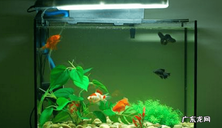 家里养的鱼生小鱼好不好 鱼生小鱼家里风水好吗