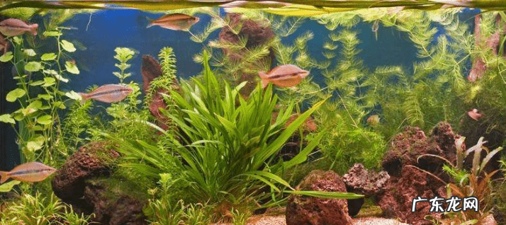 家里养的鱼生小鱼好不好 鱼生小鱼家里风水好吗