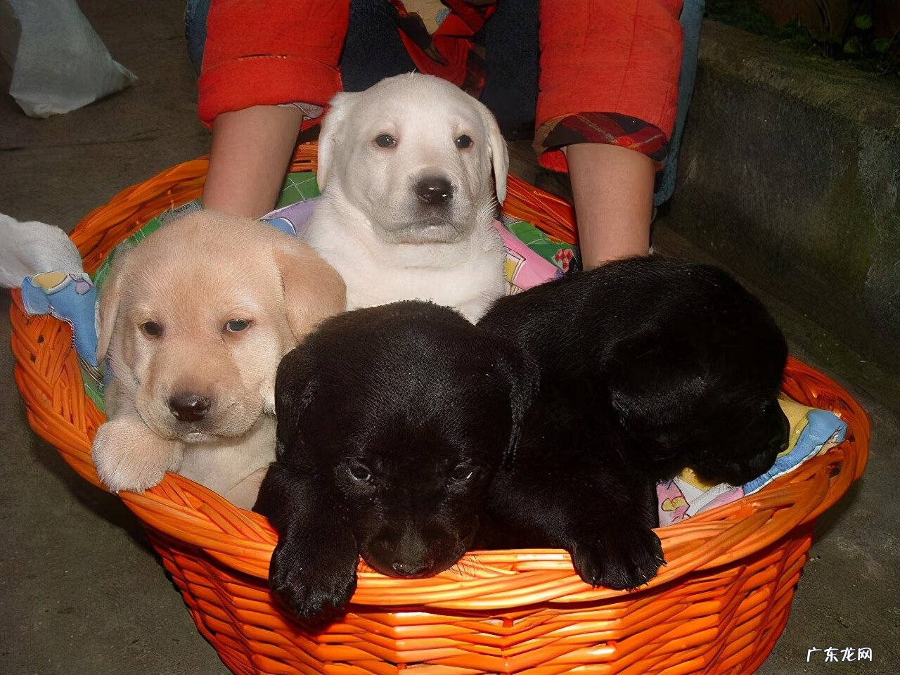 家里养什么狗招财辟邪