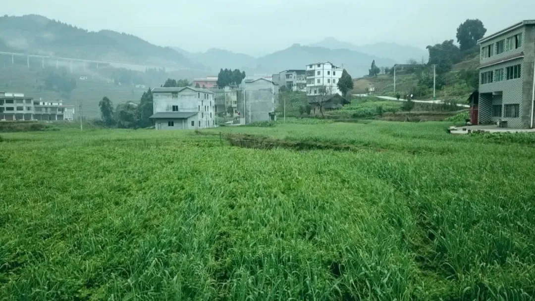 贵州省桐梓县燎原镇油草村 桐梓县风水镇泡通村辣椒育苗