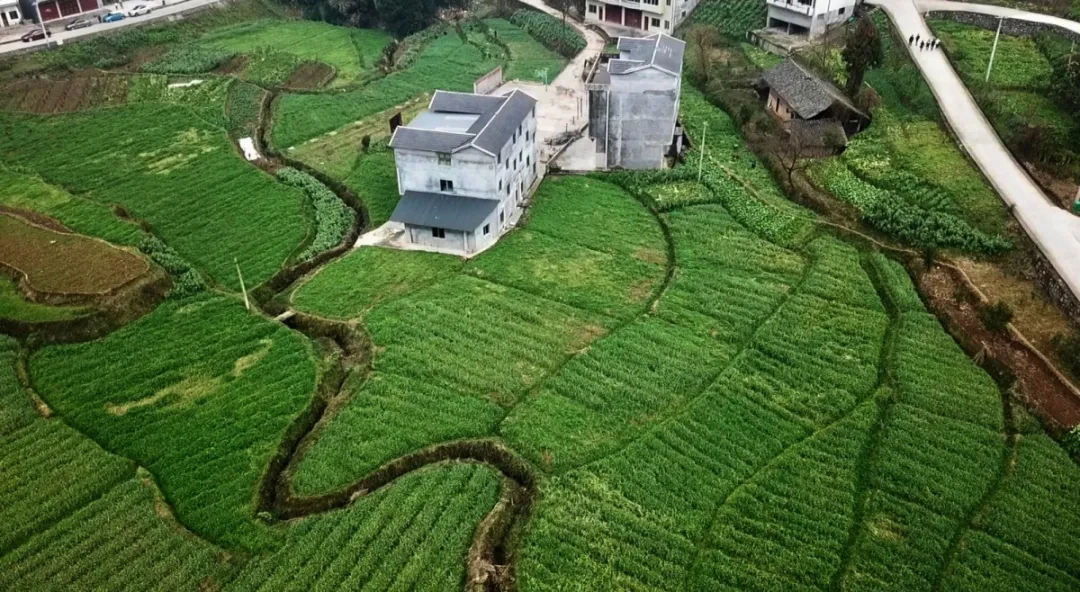 贵州省桐梓县燎原镇油草村 桐梓县风水镇泡通村辣椒育苗