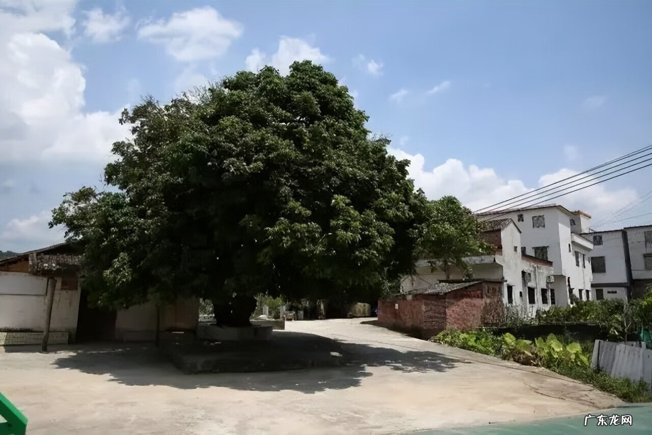 风水中的青龙有何作用 风水上的青龙