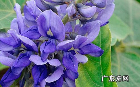 葛花茶可以长期喝吗 葛花茶有什么功效