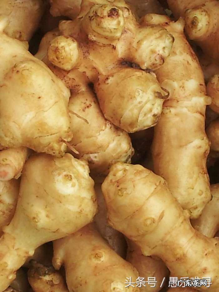 洋姜的营养价值和药用价值 洋姜的营养价值是什么