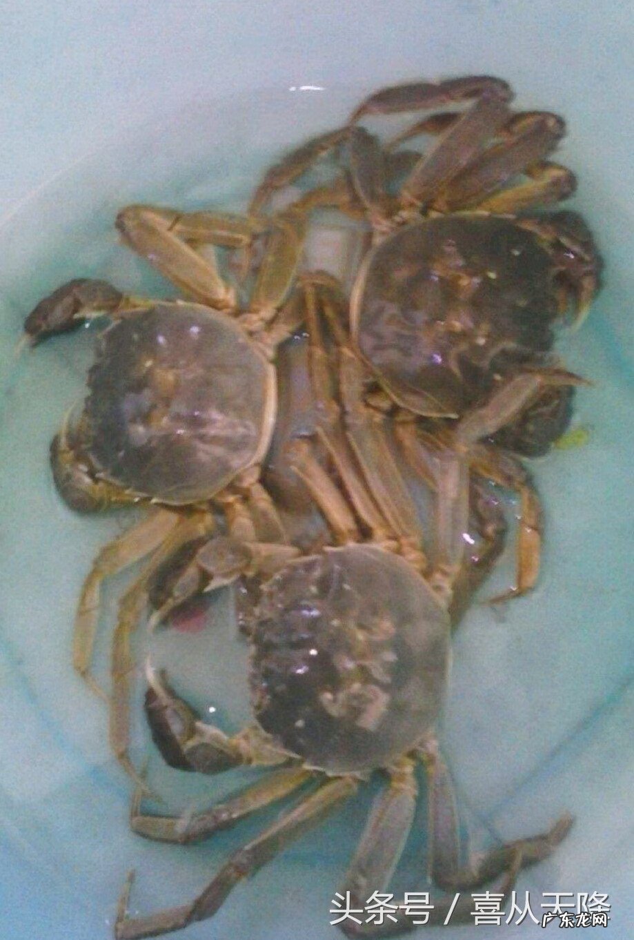 河蟹的做法和步骤窍门 河蟹做法有哪些