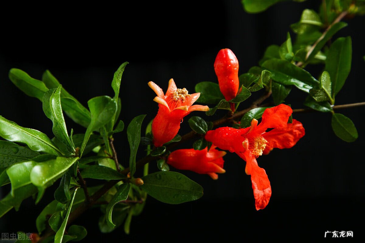 石榴籽的6大神奇功效 石榴籽的作用和功效