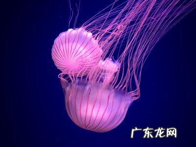 水母可以生吃吗 水母可以吃吗为什么我看见
