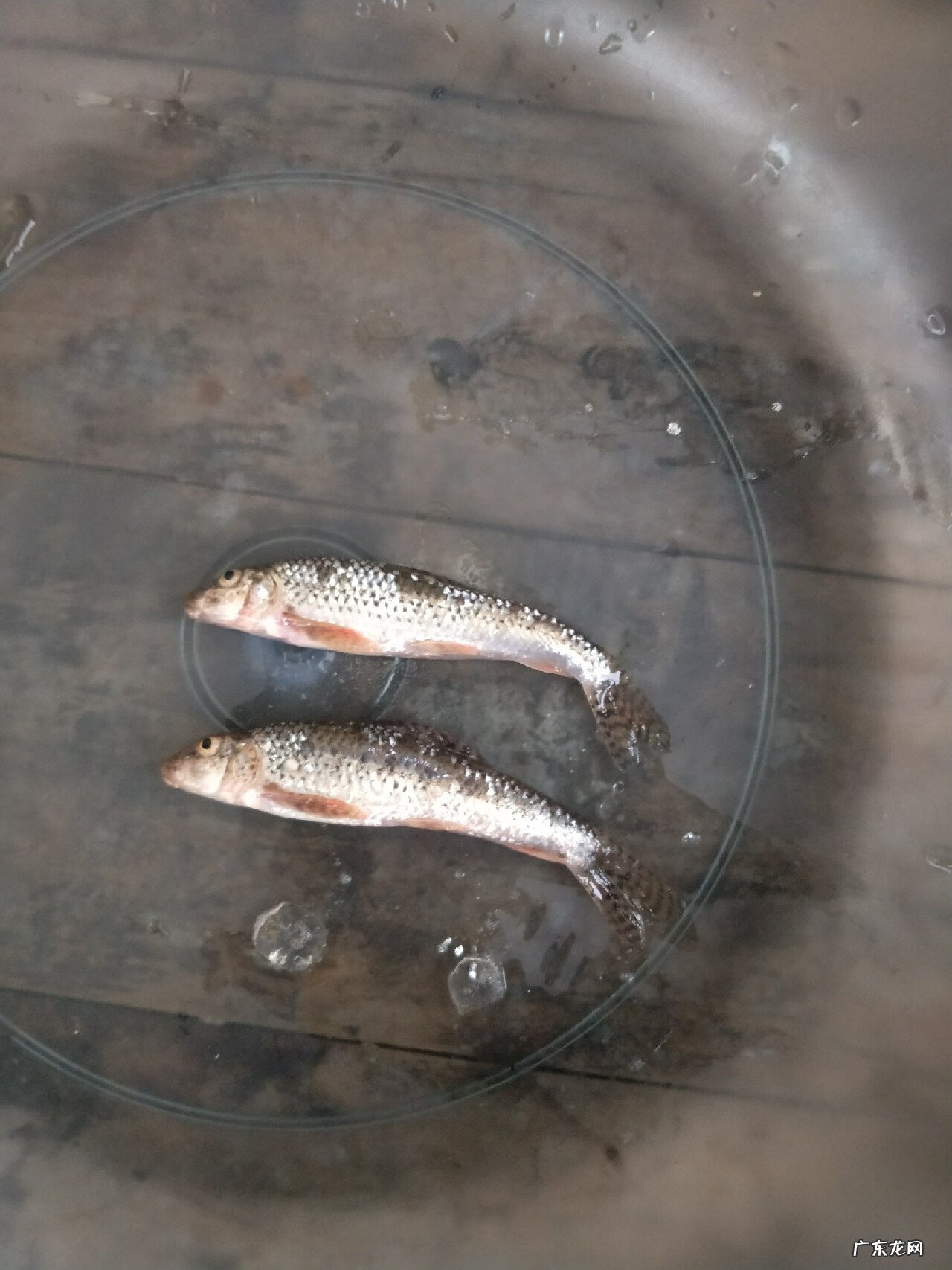 三八水库 三八水库钓鱼