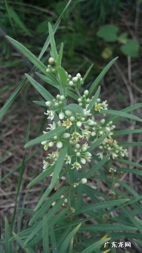 山东梢瓜学名 地稍瓜