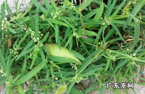 山东梢瓜学名 地稍瓜