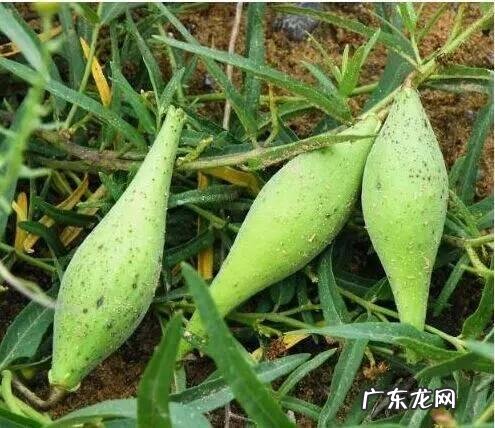 山东梢瓜学名 地稍瓜