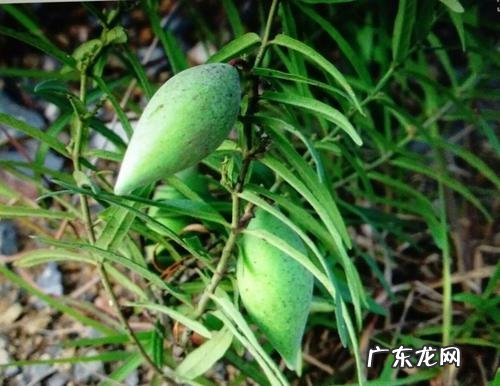 山东梢瓜学名 地稍瓜