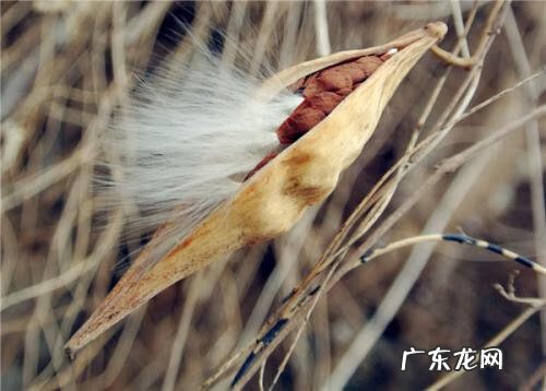 山东梢瓜学名 地稍瓜