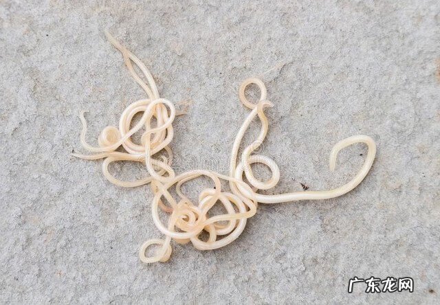 不确定有蛔虫能吃宝塔糖吗 宝塔糖的正确服用方法