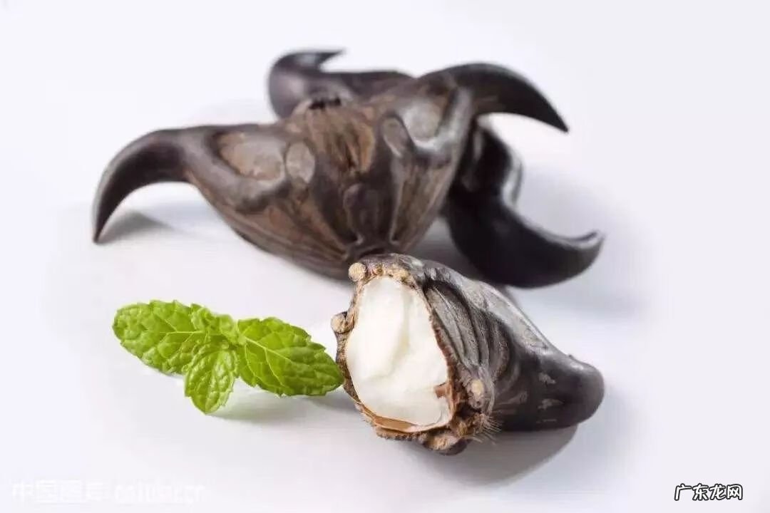 菱角菜的样子 菱角菜是什么菜