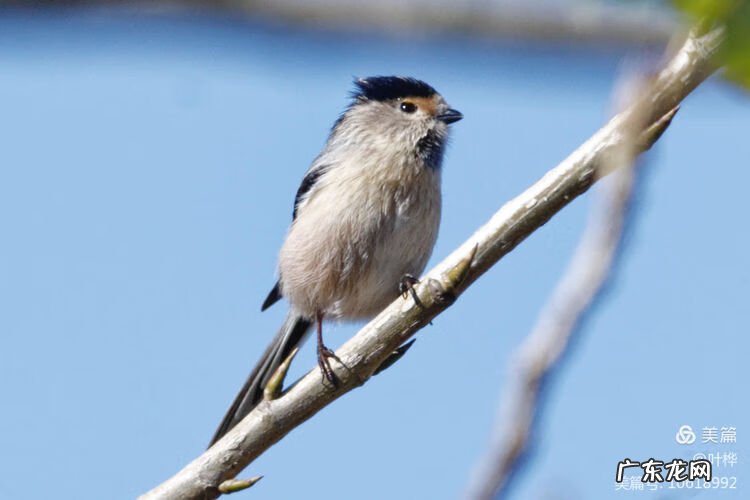 西藏羊湖风水秘境