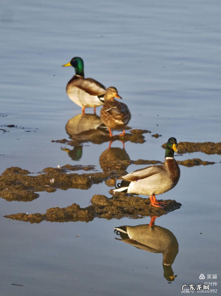 西藏羊湖风水秘境